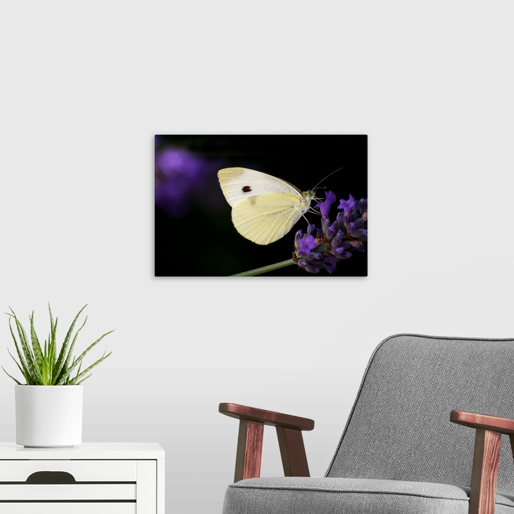 A modern room featuring White butterfly on purple lavender flower.