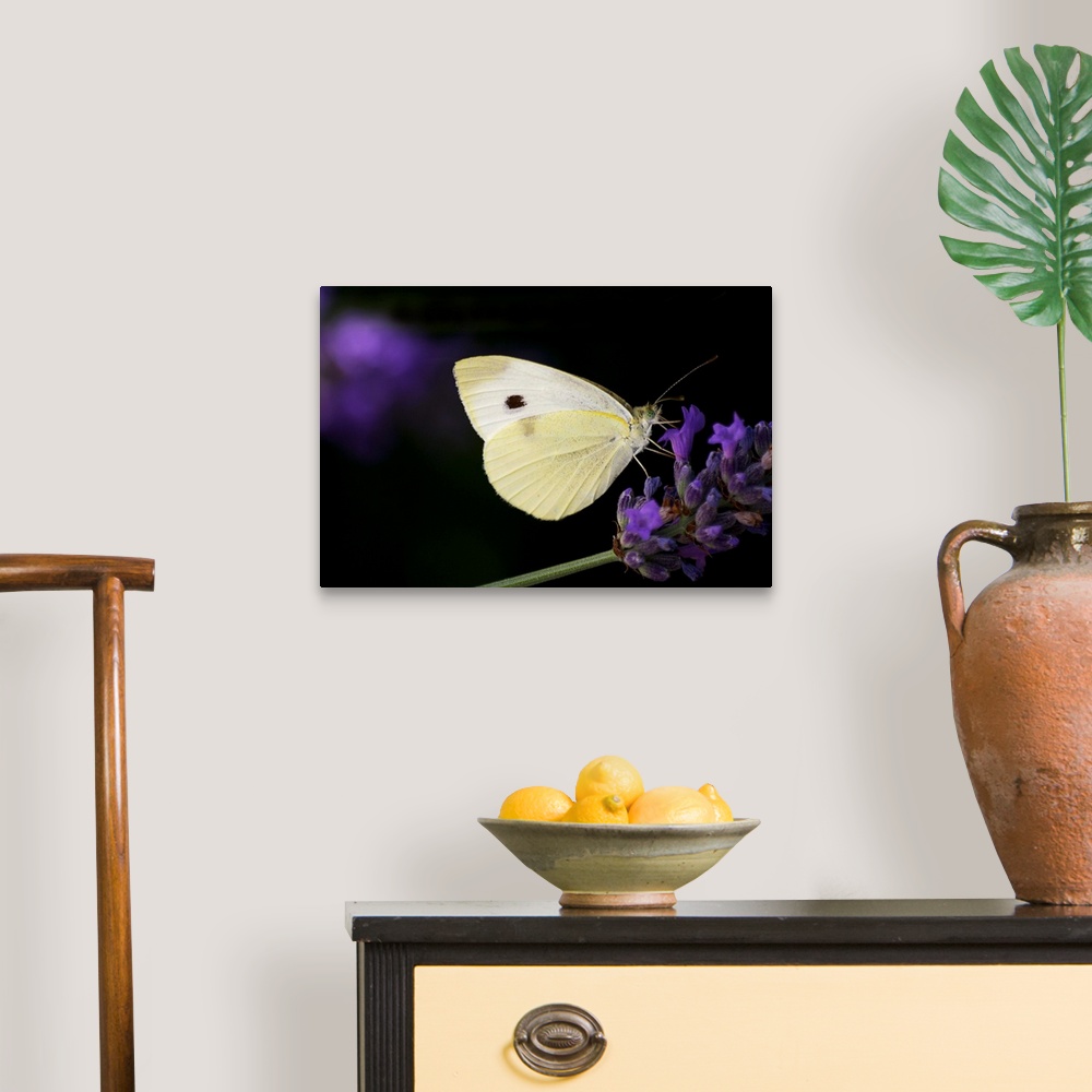 A traditional room featuring White butterfly on purple lavender flower.