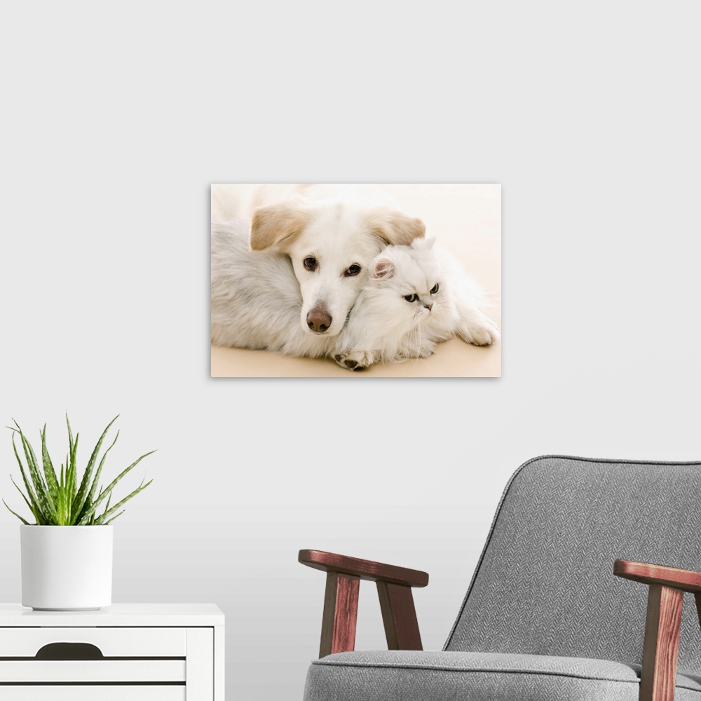 A modern room featuring White cat and dog laying together on the floor