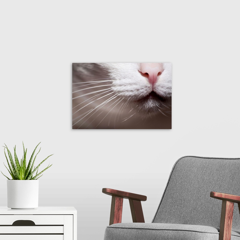 A modern room featuring White cat close-up