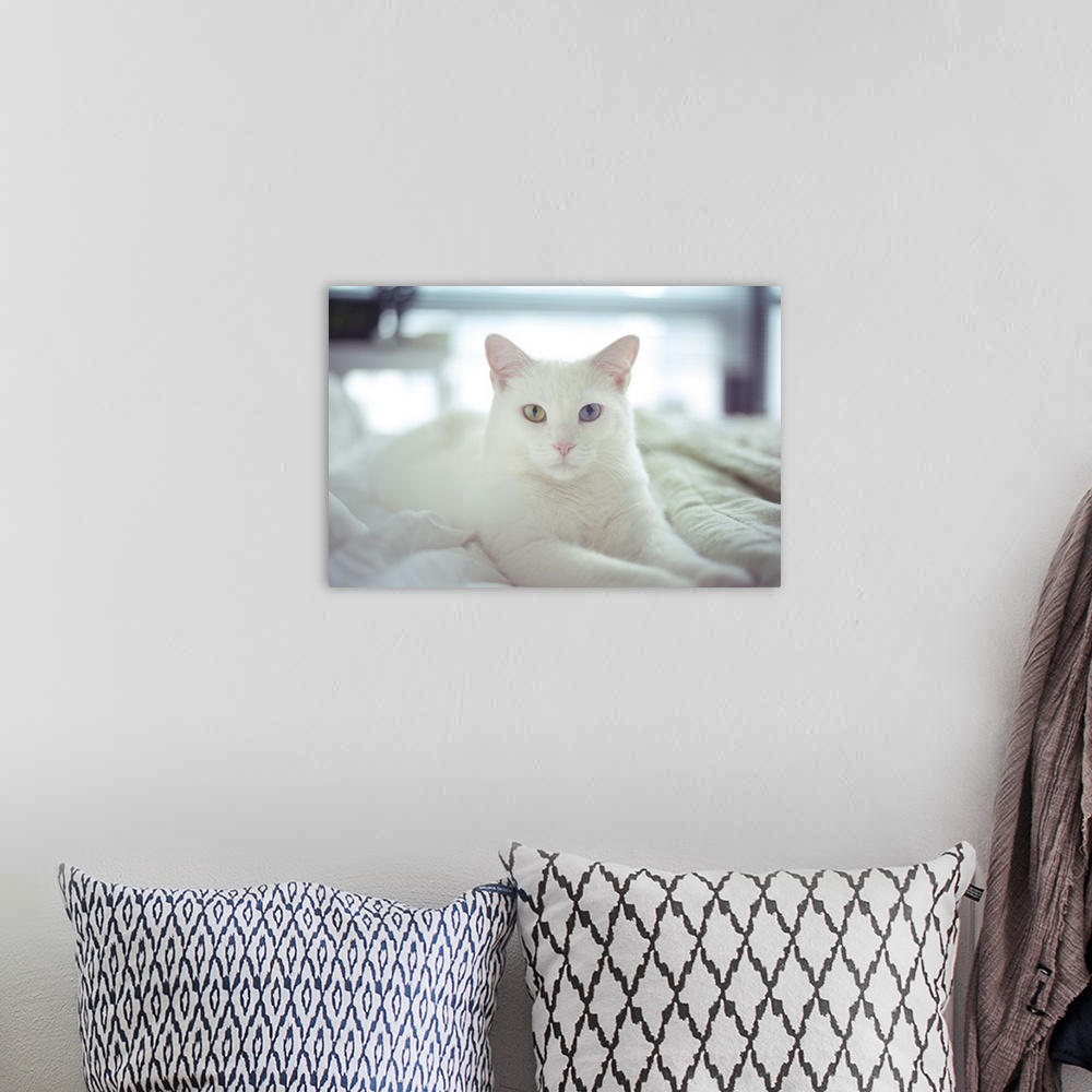 A bohemian room featuring White cat laying with two different colored eyes, on bed.