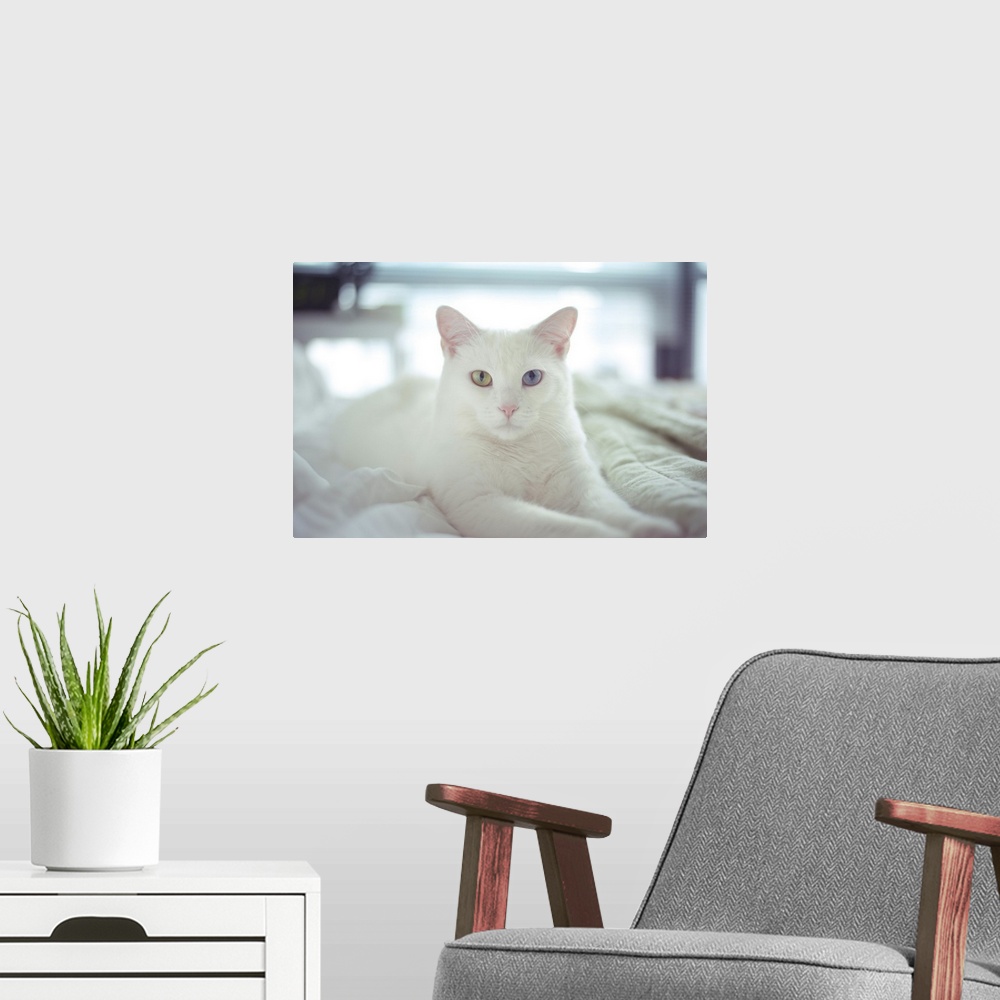 A modern room featuring White cat laying with two different colored eyes, on bed.