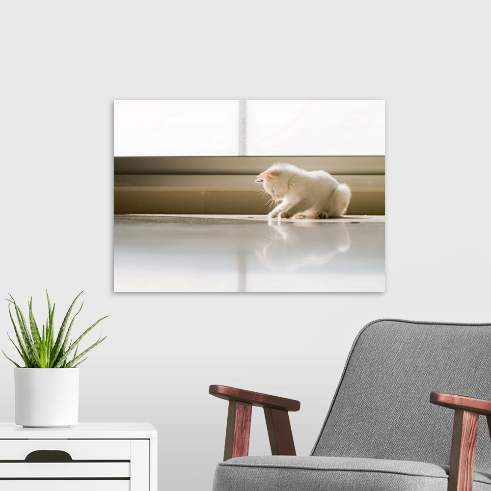 A modern room featuring White cat playing on the floor with reflection. Barcelona, Espana