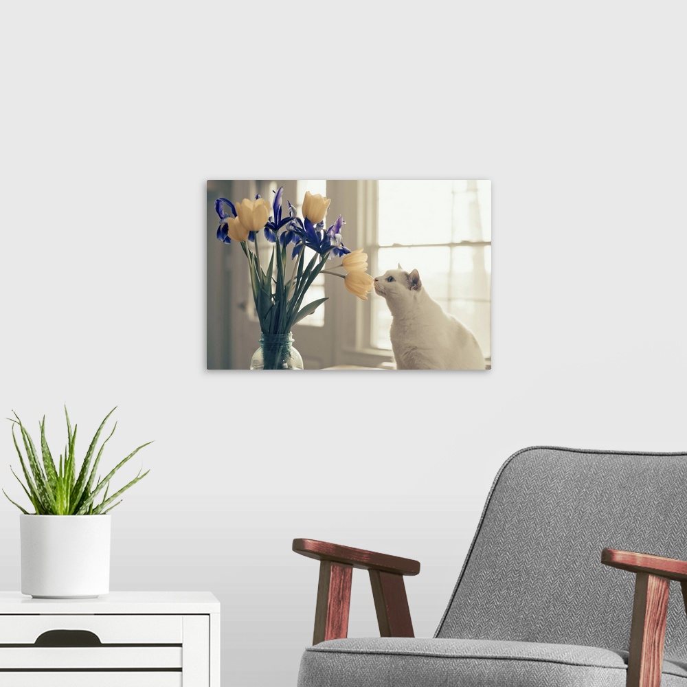 A modern room featuring White cat smelling a bouquet of yellow tulips and purple irises.