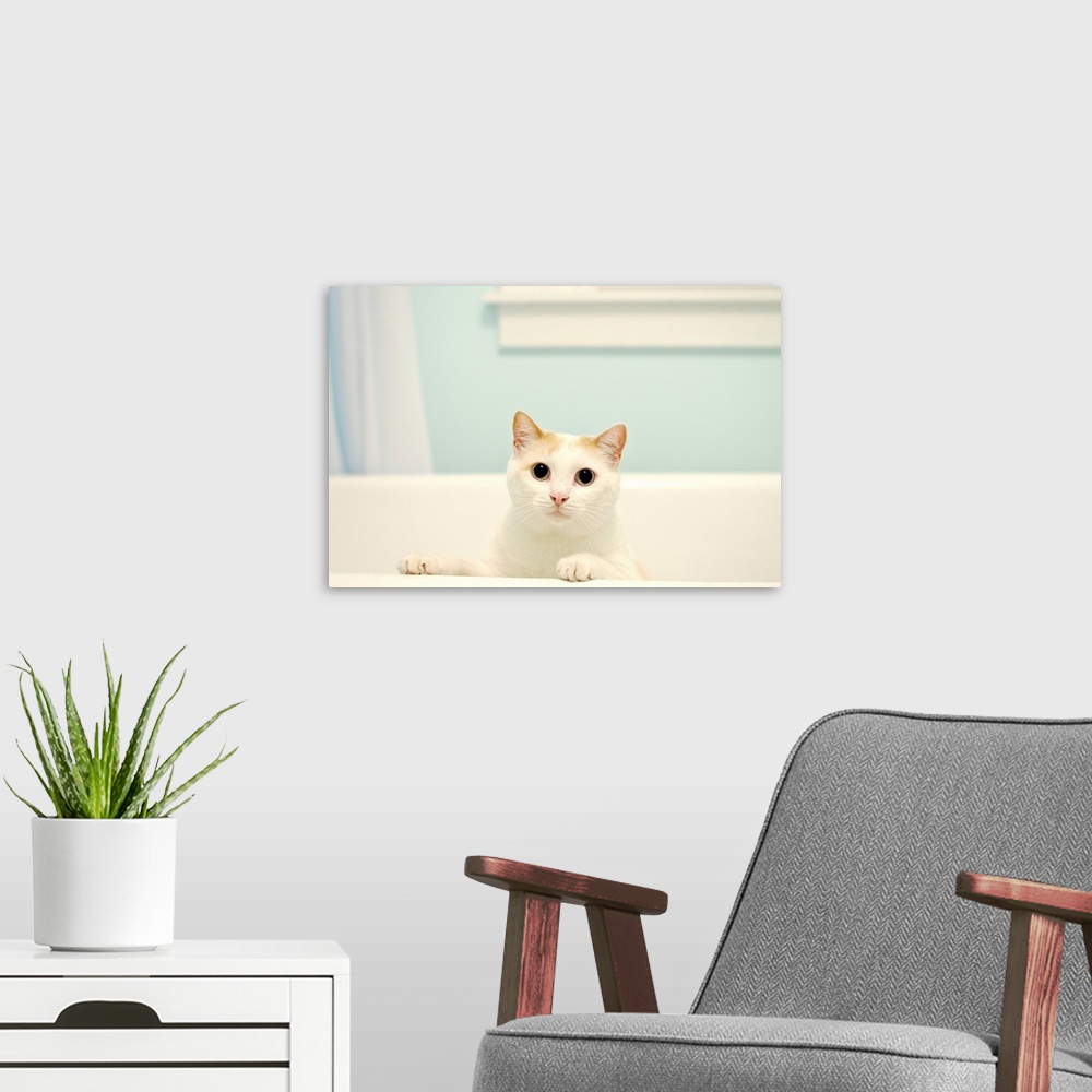 A modern room featuring White cat standing in bath tub.