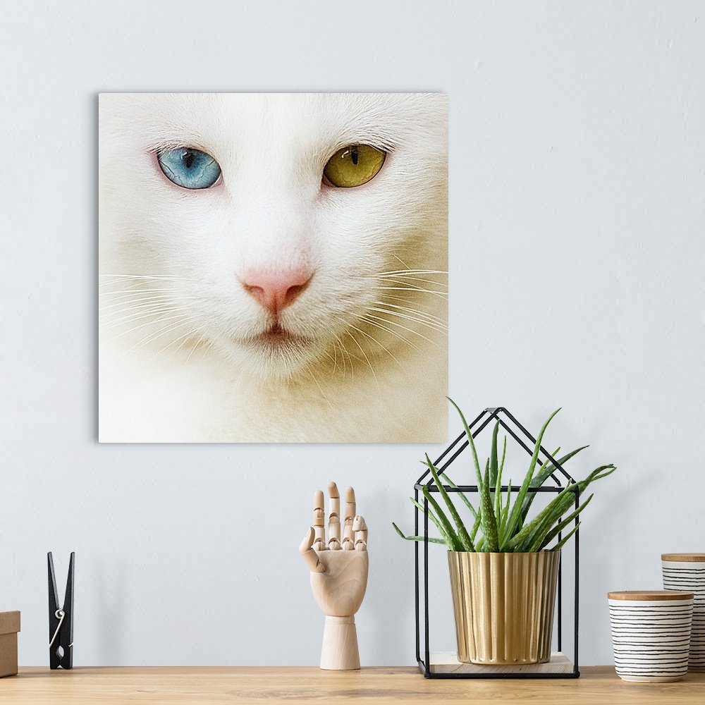 A bohemian room featuring Qhite cat with yellow and blue eyes.
