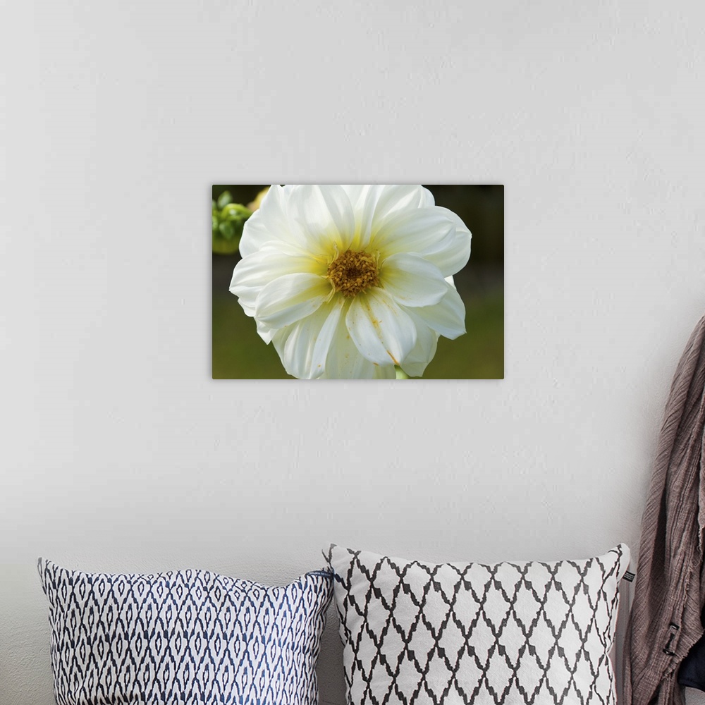 A bohemian room featuring White dahlia flower