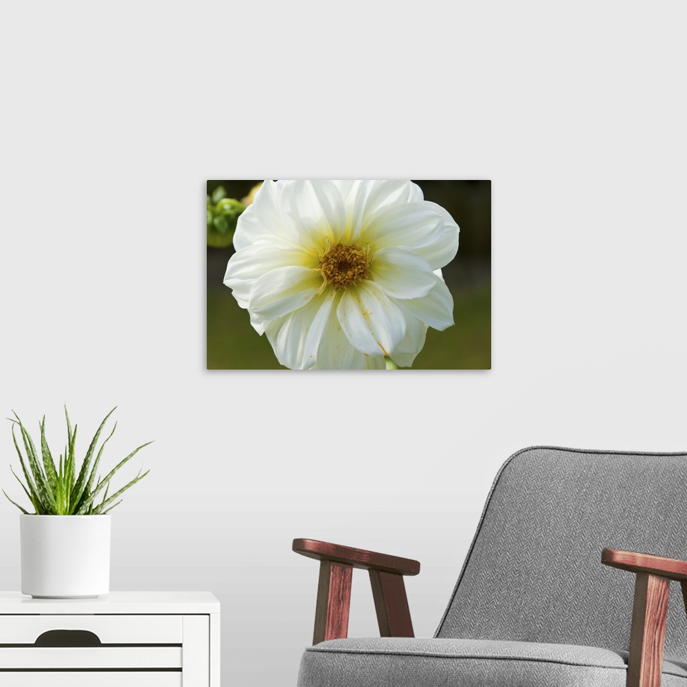 A modern room featuring White dahlia flower