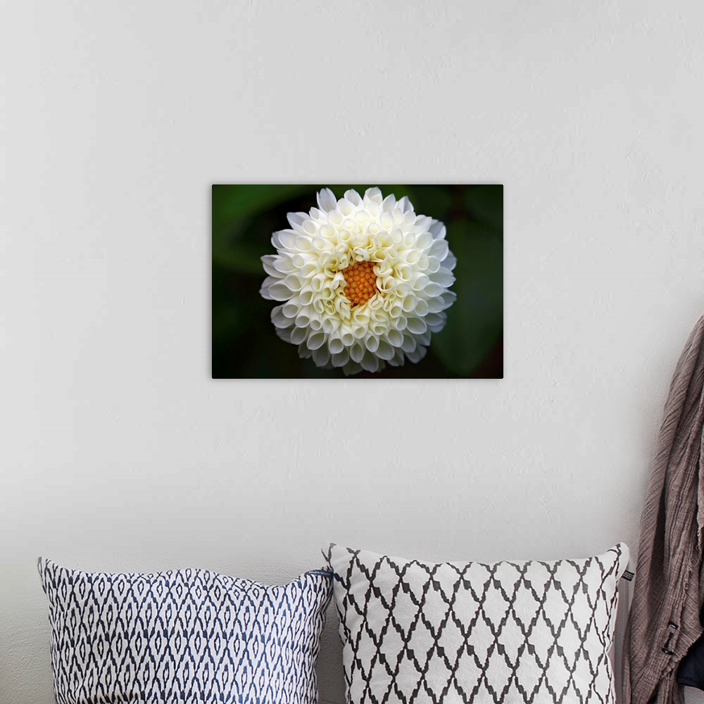 A bohemian room featuring White dahlia taken at local park, close up.