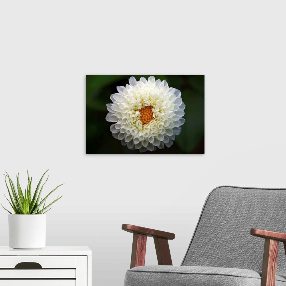 A modern room featuring White dahlia taken at local park, close up.