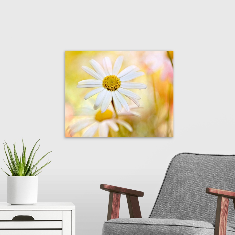 A modern room featuring White daisies in bright yellow sunlight, Australia.