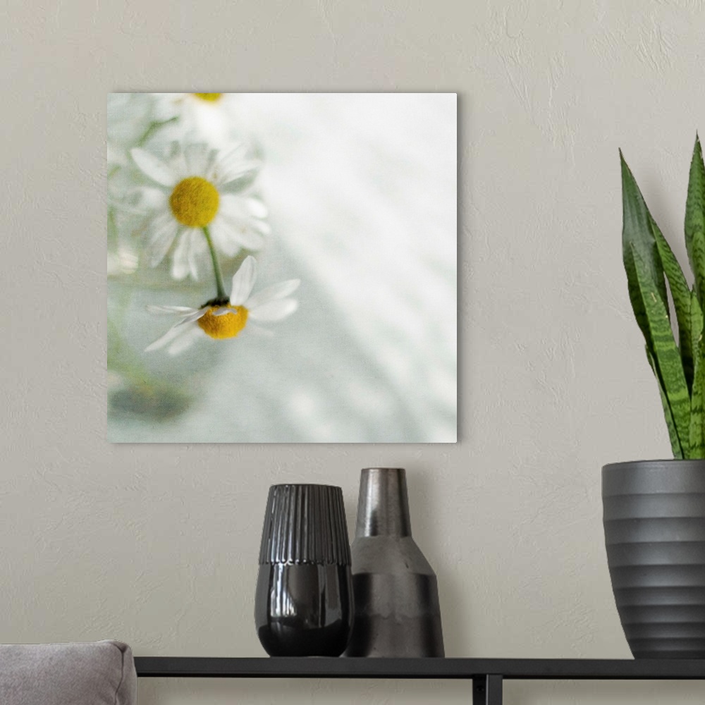 A modern room featuring White daisies in glass vase.