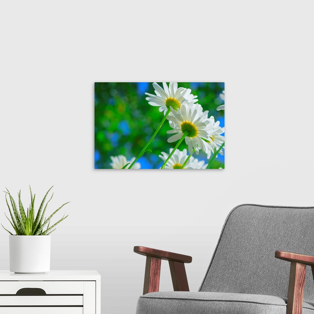 A modern room featuring White daisies in sunlight.
