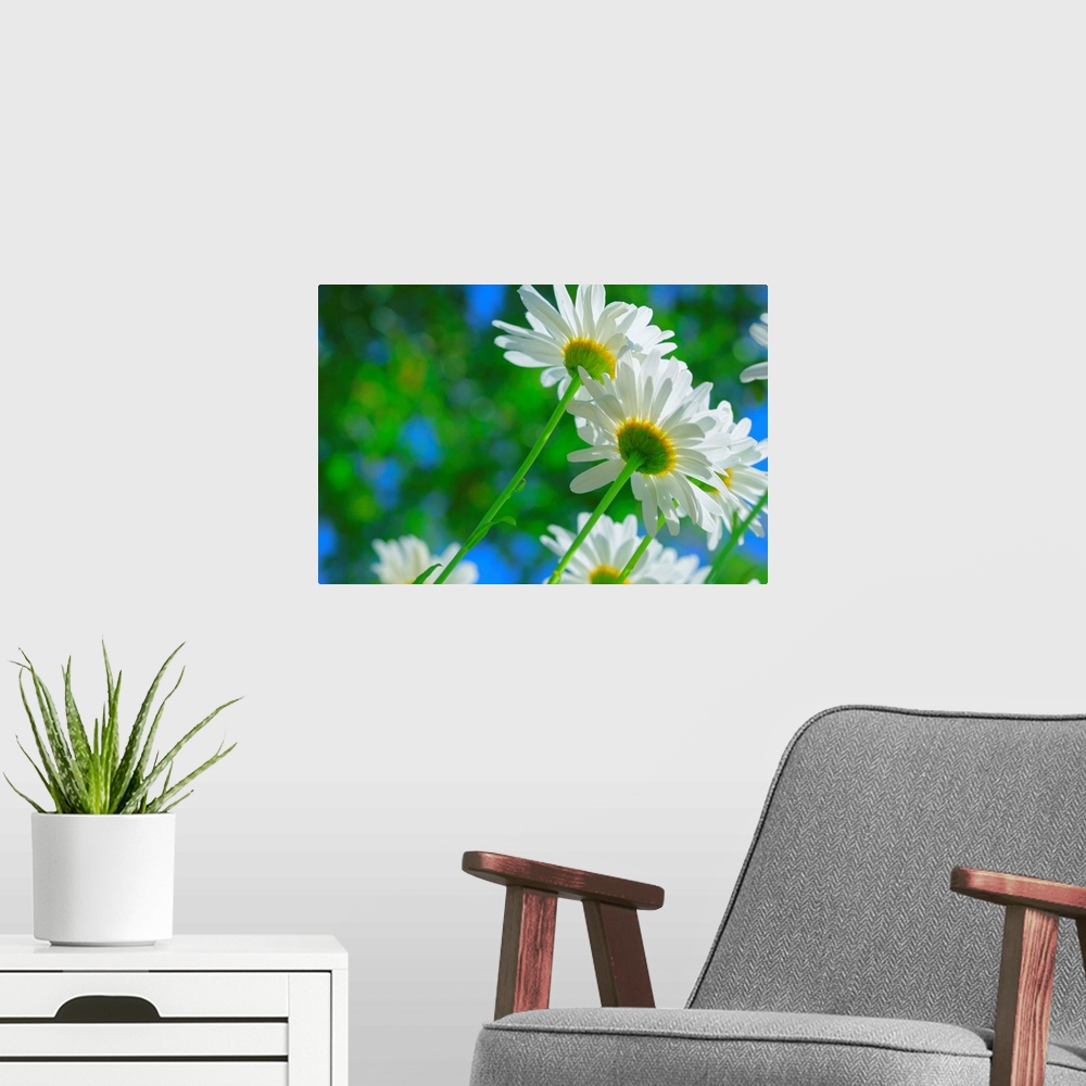 A modern room featuring White daisies in sunlight.