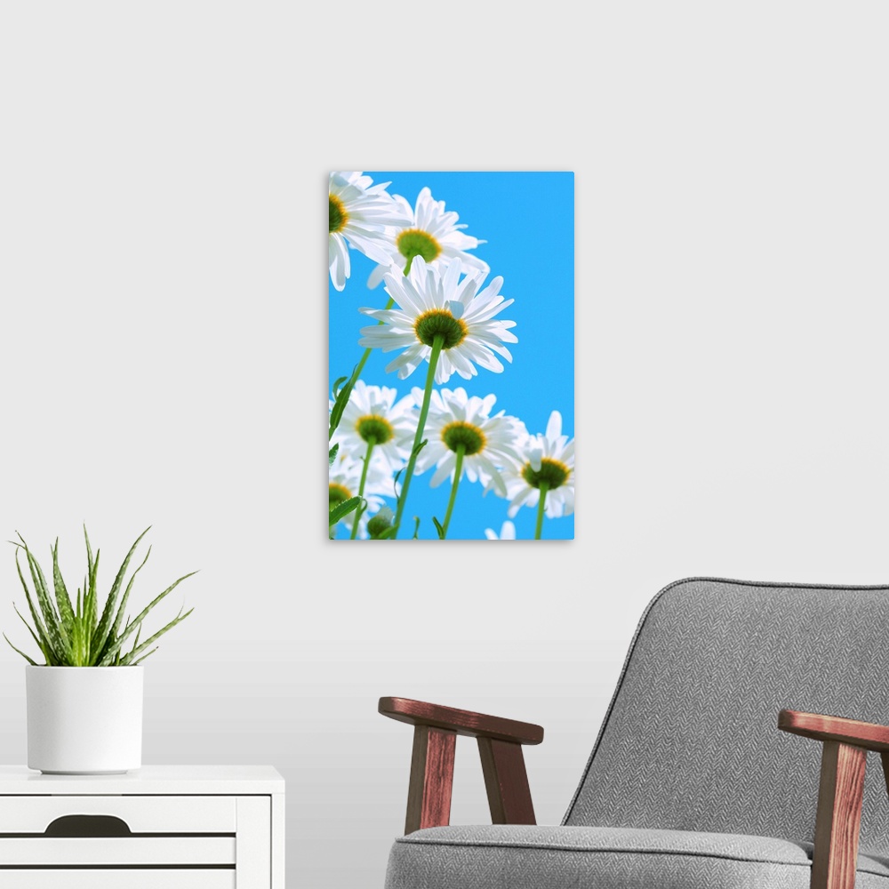 A modern room featuring White daisies on aqua color sky.
