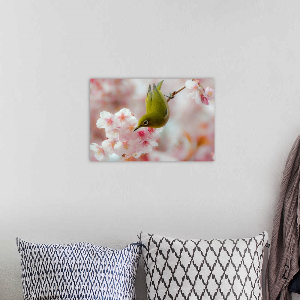 A bohemian room featuring White-eye and Cherry blossoms.