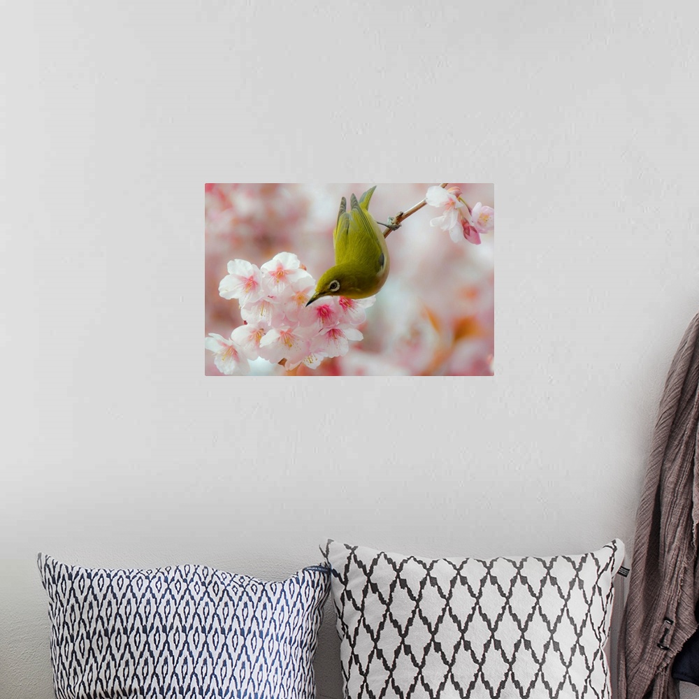 A bohemian room featuring White-eye and Cherry blossoms.