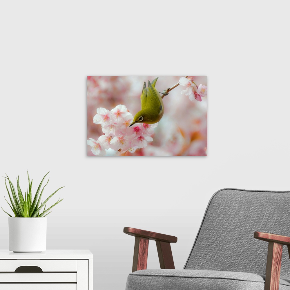 A modern room featuring White-eye and Cherry blossoms.