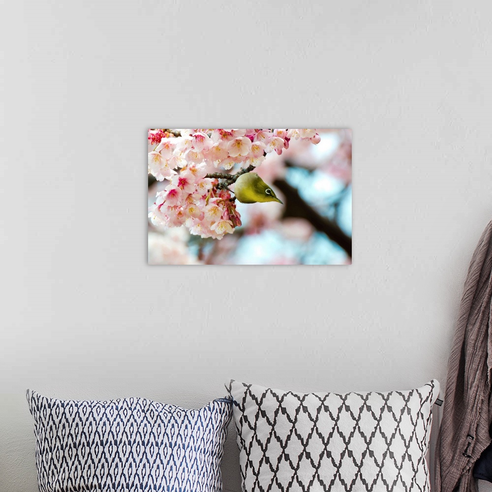 A bohemian room featuring White-eye and cherry blossoms.