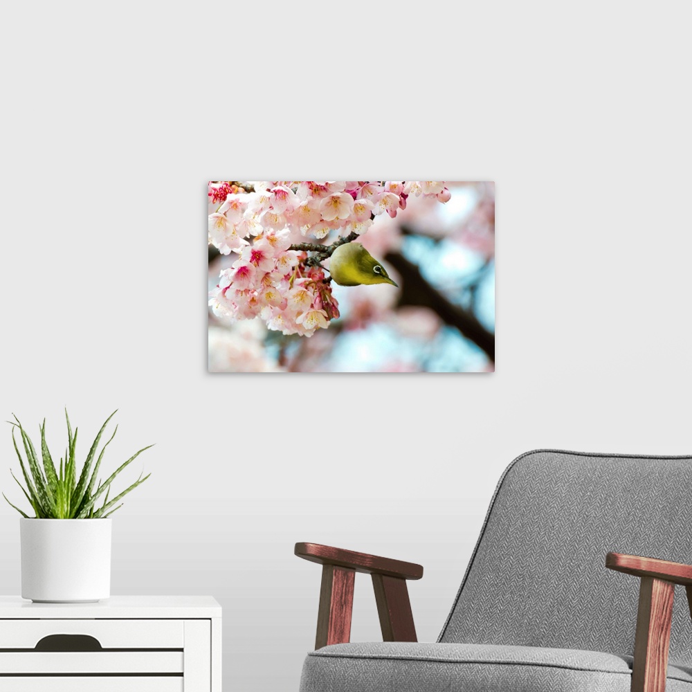 A modern room featuring White-eye and cherry blossoms.
