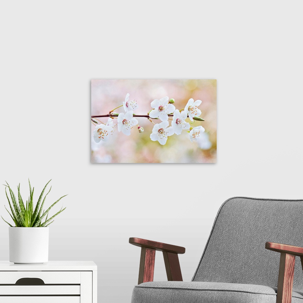 A modern room featuring Horizontal photograph on a big wall hanging of a single branch of blooming cherry blossoms, again...