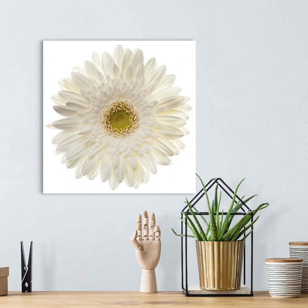 A bohemian room featuring White gerbera daisy isolated on white.