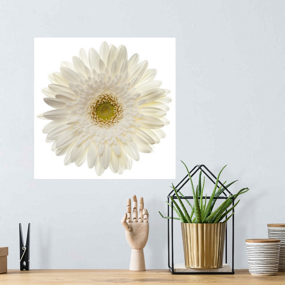 A bohemian room featuring White gerbera daisy isolated on white.
