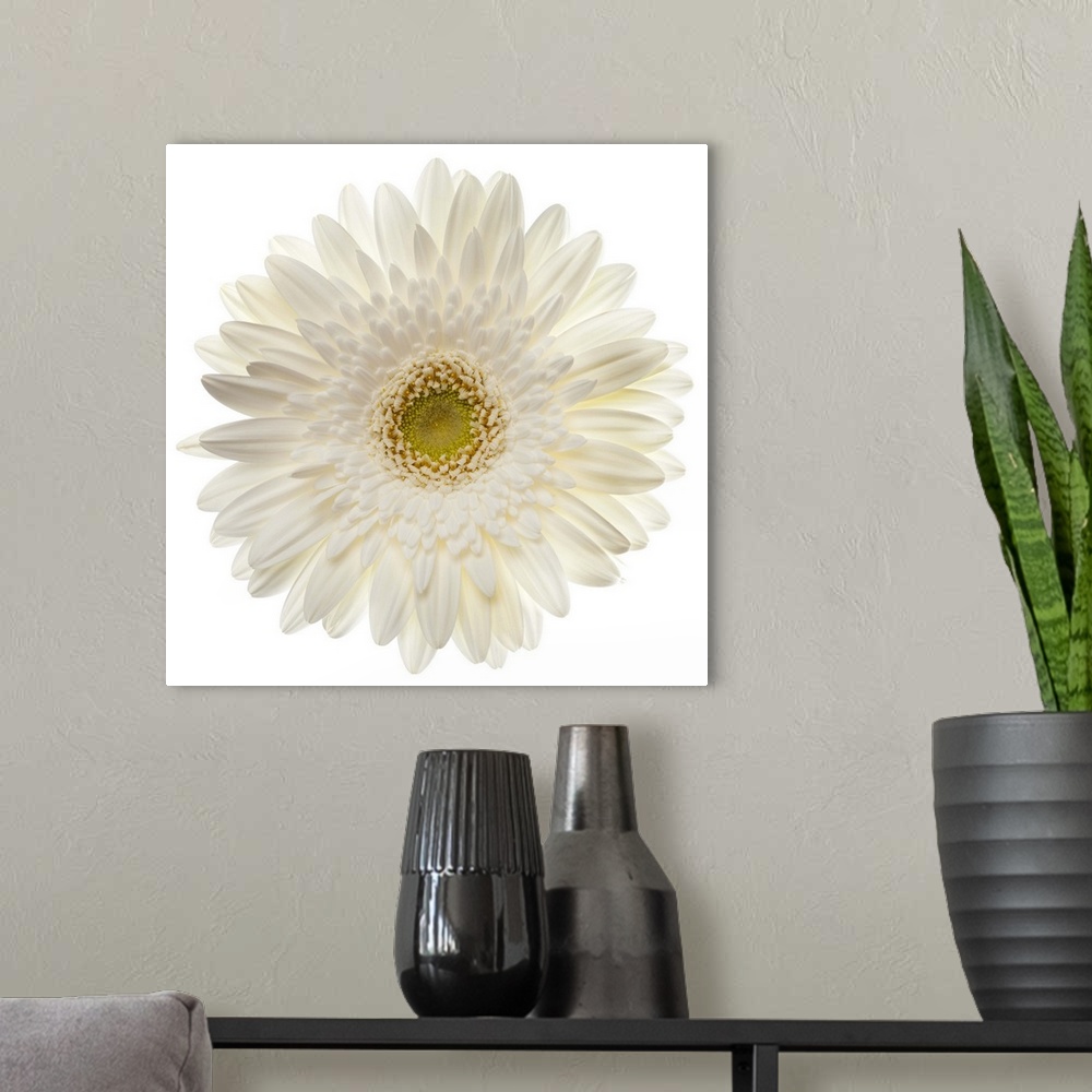 A modern room featuring White gerbera daisy isolated on white.