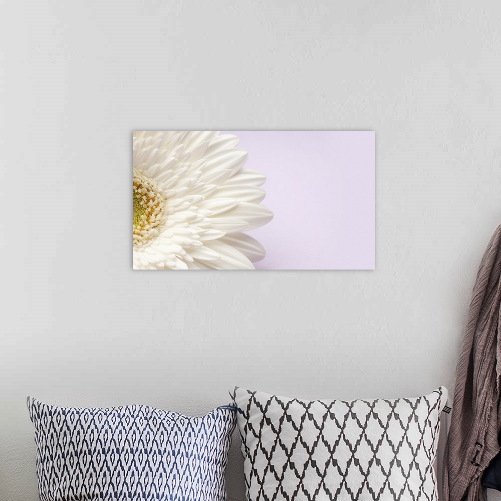 A bohemian room featuring White gerbera daisy on lavender background.