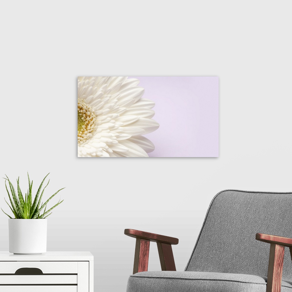A modern room featuring White gerbera daisy on lavender background.