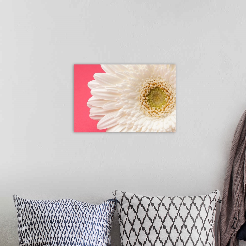 A bohemian room featuring White gerbera daisy on pink background.