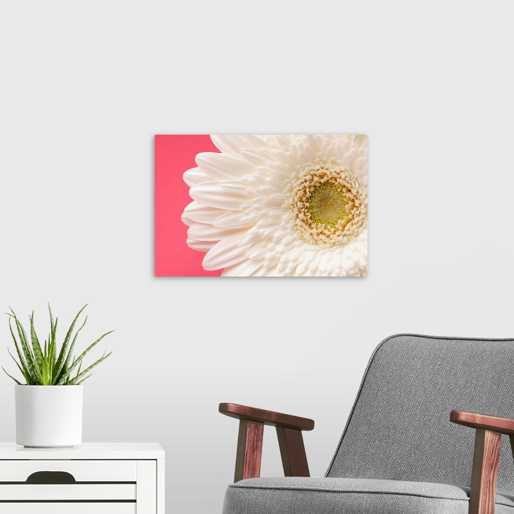 A modern room featuring White gerbera daisy on pink background.