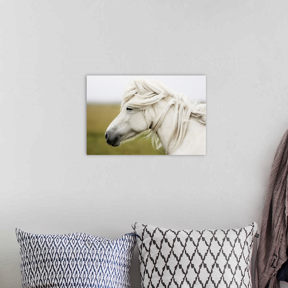 A bohemian room featuring Horizontal, large photograph of the profile of a white horse, mane slightly wind blown, standing ...