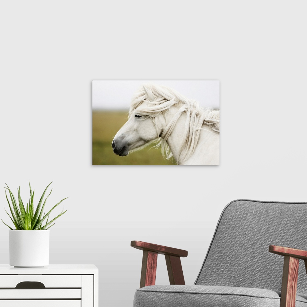 A modern room featuring Horizontal, large photograph of the profile of a white horse, mane slightly wind blown, standing ...