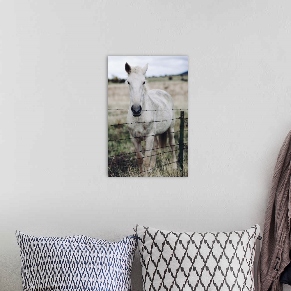 A bohemian room featuring White horse in field behind metal fence.