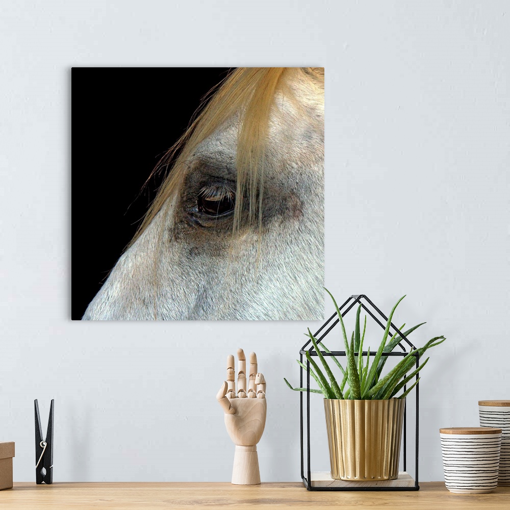 A bohemian room featuring Square photo  on canvas of the up close of a horses' eye.