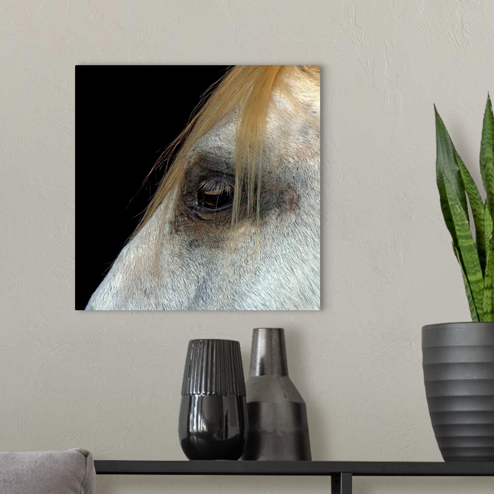 A modern room featuring Square photo  on canvas of the up close of a horses' eye.