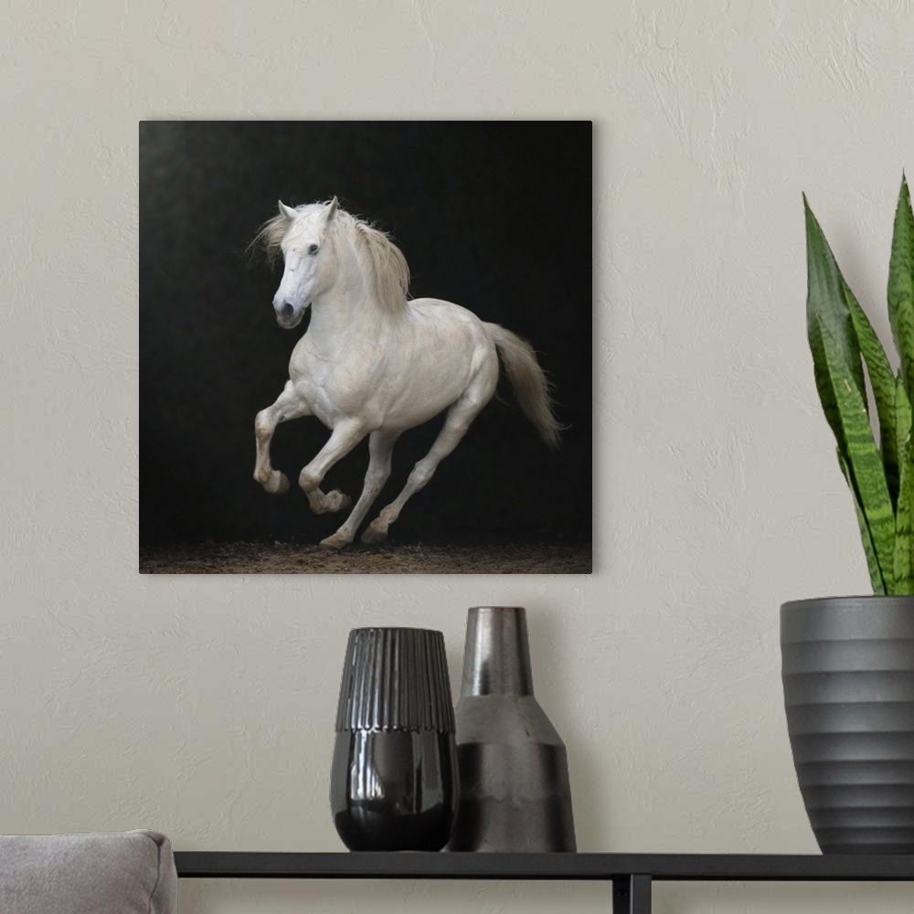 A modern room featuring White Lusitano horse galloping on a black background