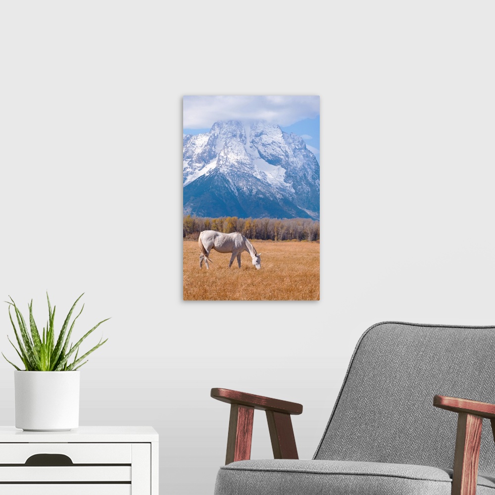 A modern room featuring White horse grazing. Grand Teton National Park, Wyoming, USA.
