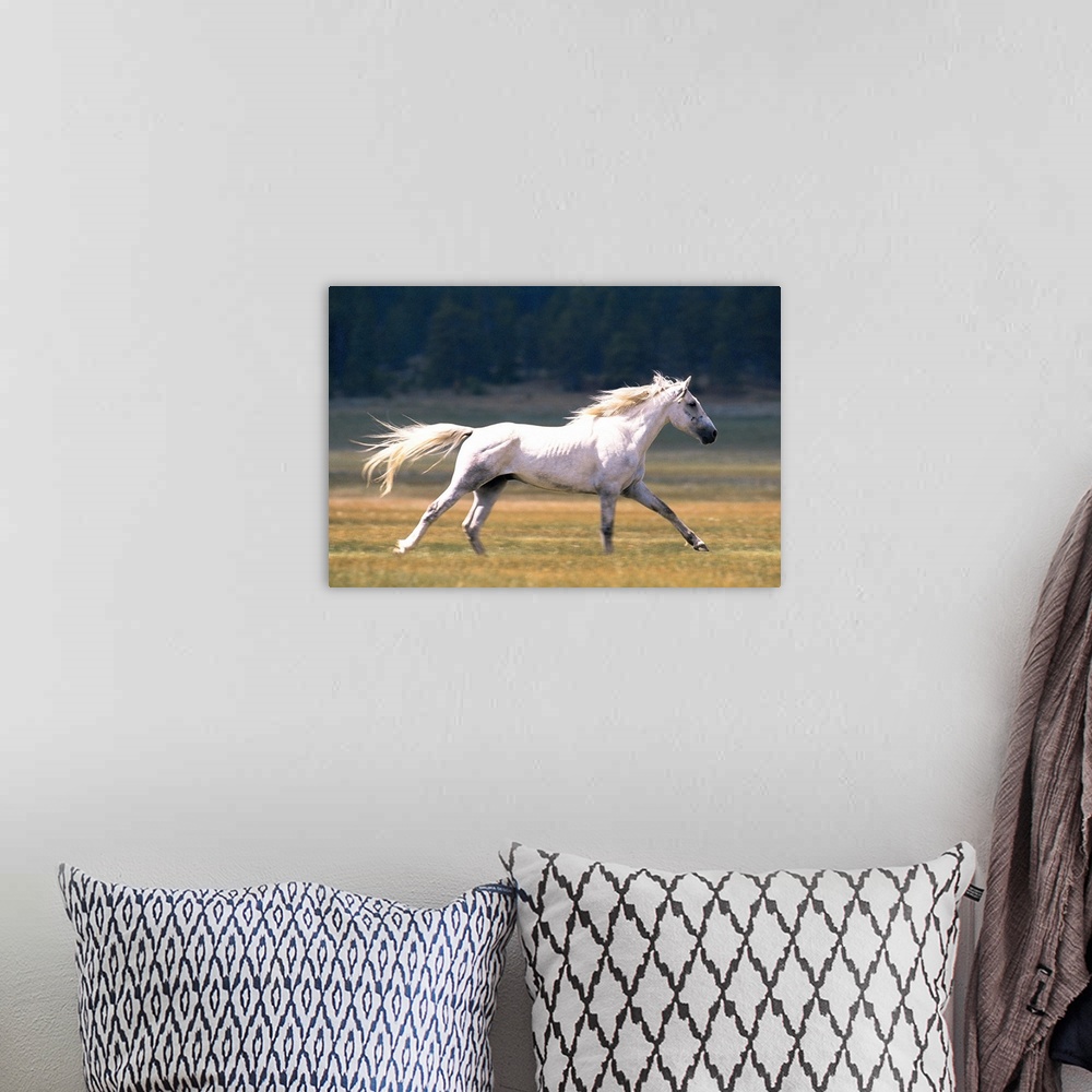 A bohemian room featuring White horse running in field , Fairplay , Colorado