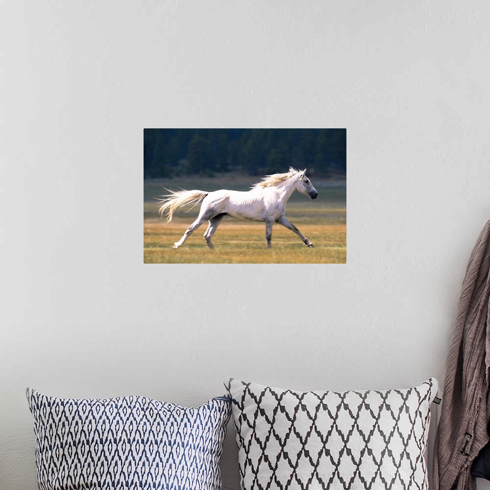 A bohemian room featuring White horse running in field , Fairplay , Colorado