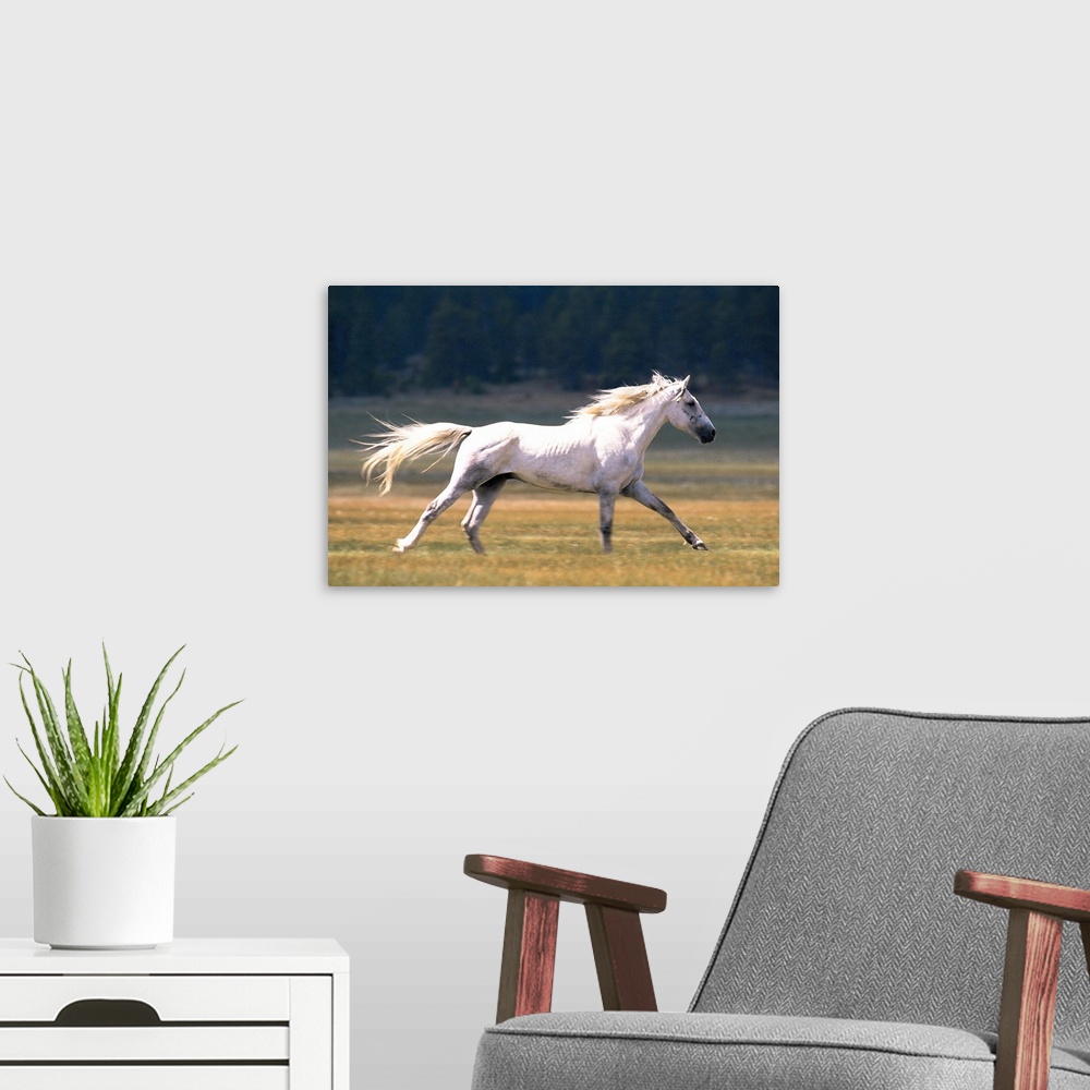 A modern room featuring White horse running in field , Fairplay , Colorado