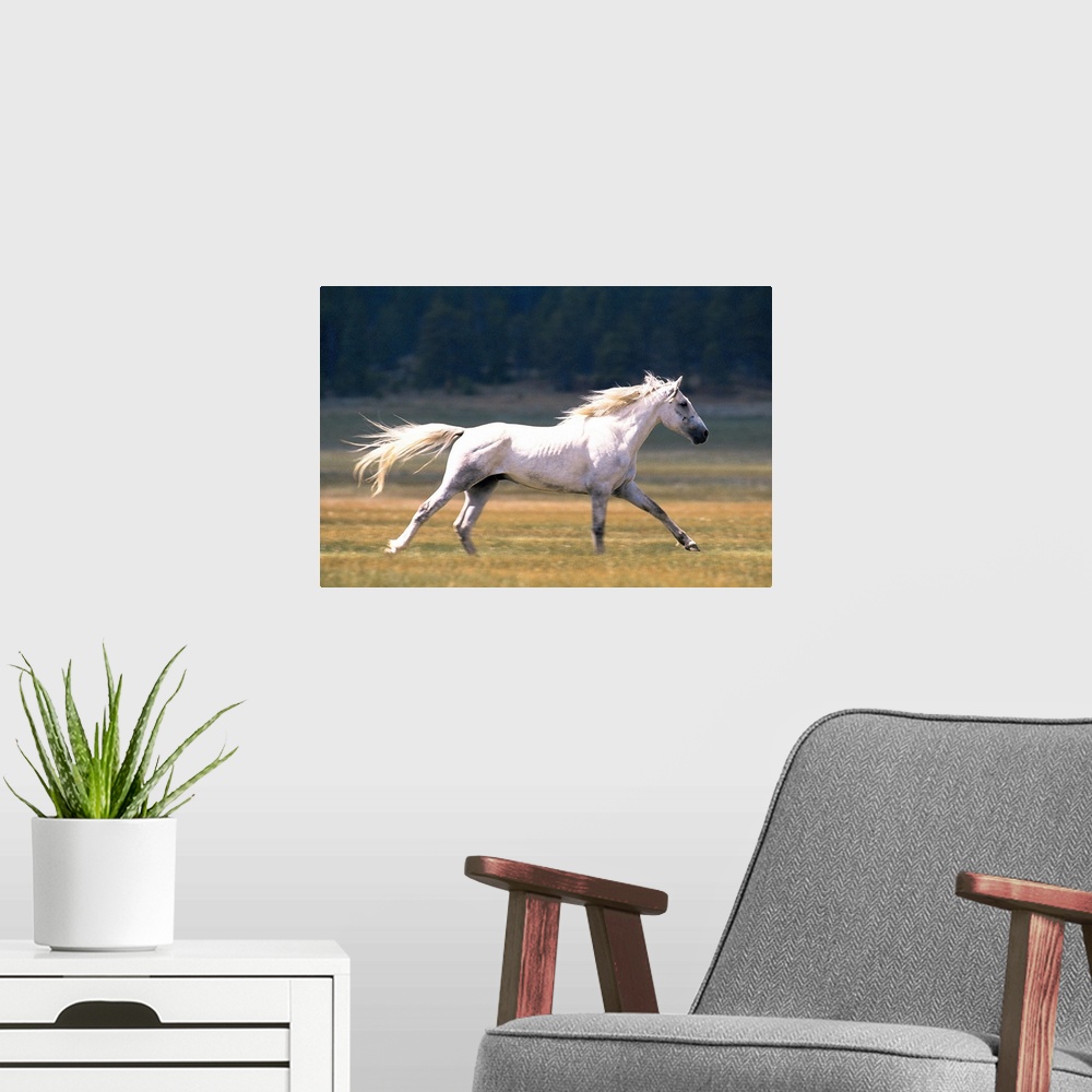 A modern room featuring White horse running in field , Fairplay , Colorado