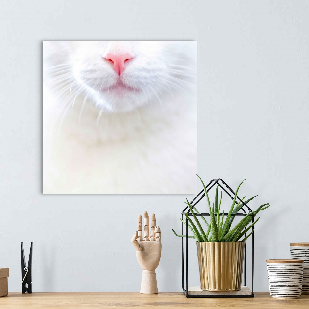 A bohemian room featuring White kitty cat with pink nose, US.