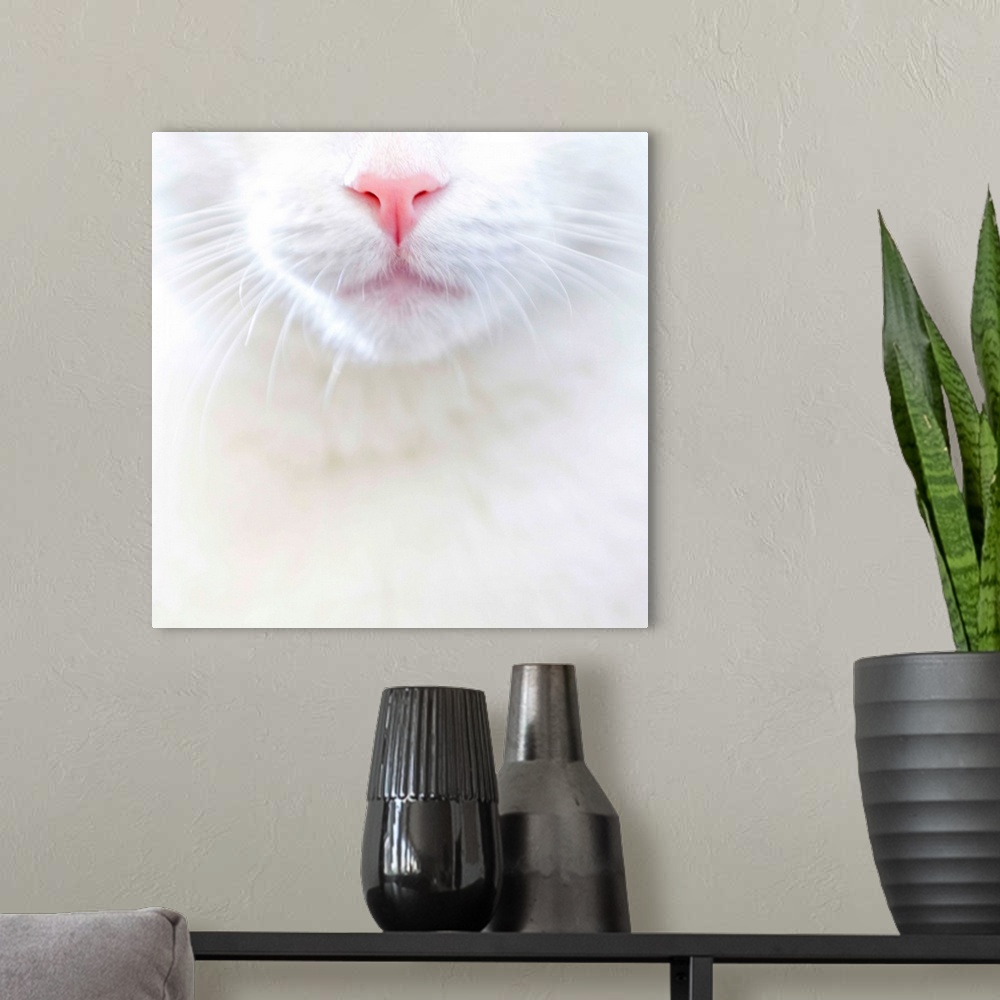 A modern room featuring White kitty cat with pink nose, US.