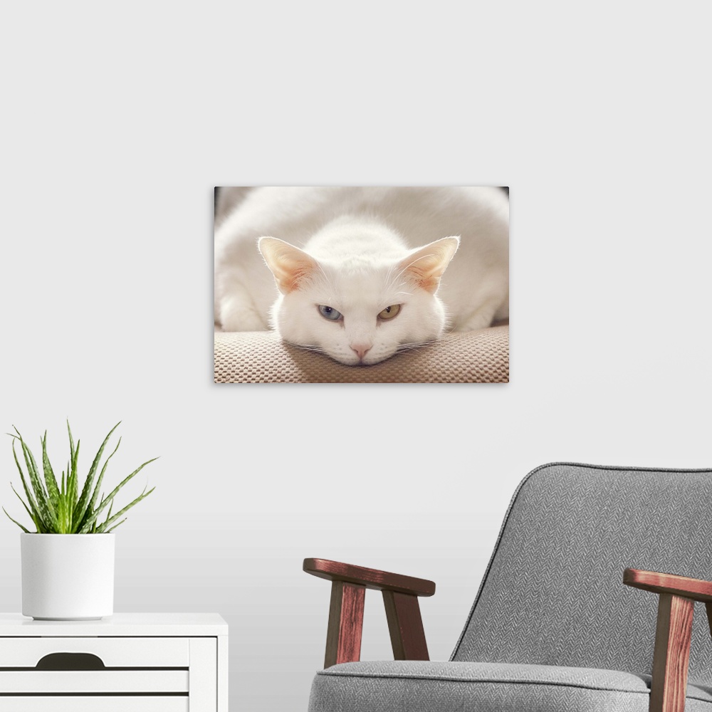 A modern room featuring White kitty woken from her nap on sofa in afternoon window light.