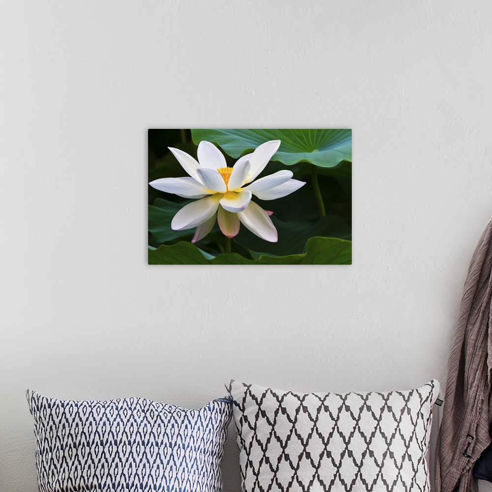 A bohemian room featuring White lotus flower, blooming in Daning-Lingshi Park, Shanghai China.