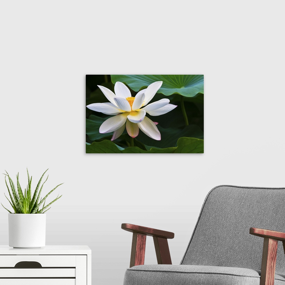 A modern room featuring White lotus flower, blooming in Daning-Lingshi Park, Shanghai China.