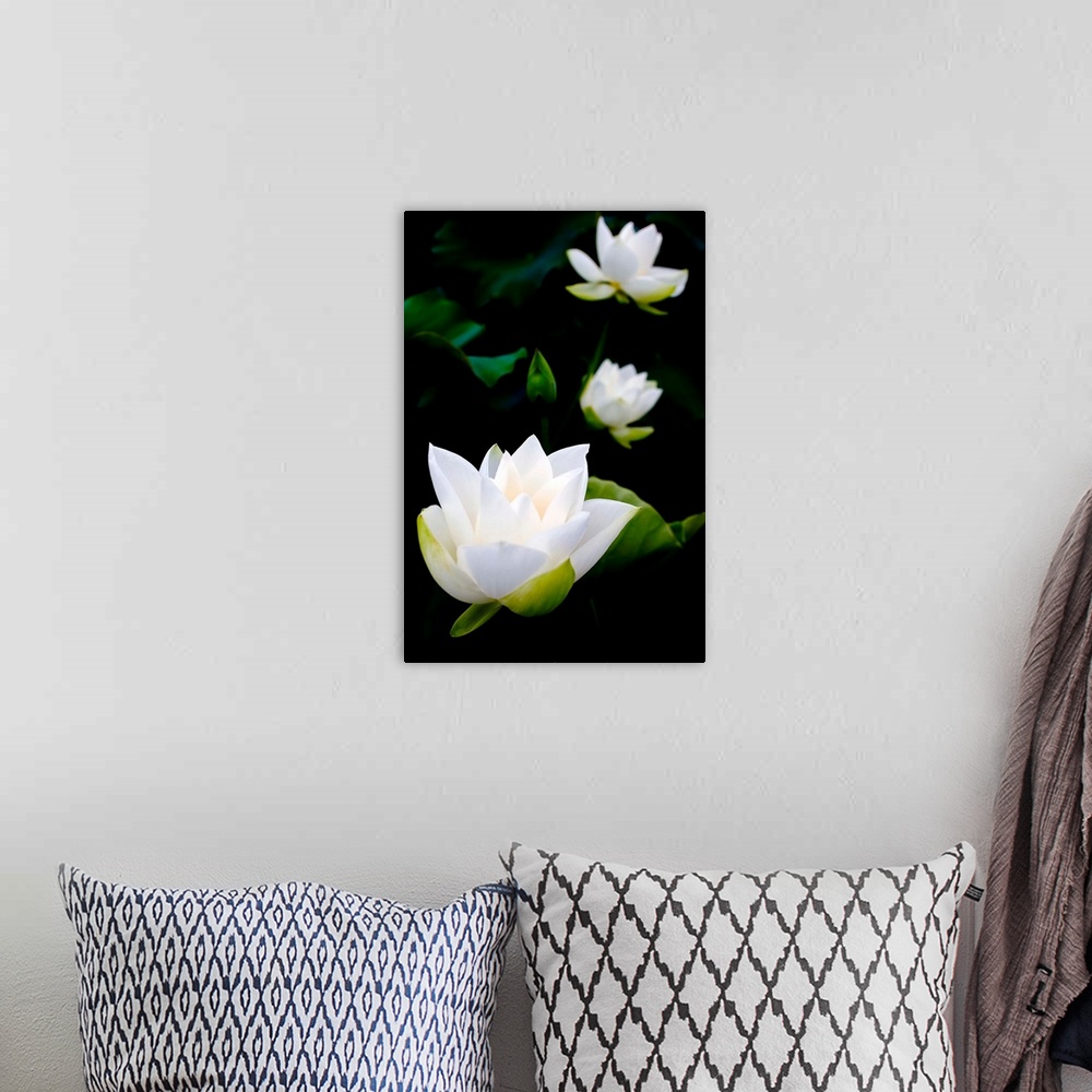 A bohemian room featuring White lotus on black background.