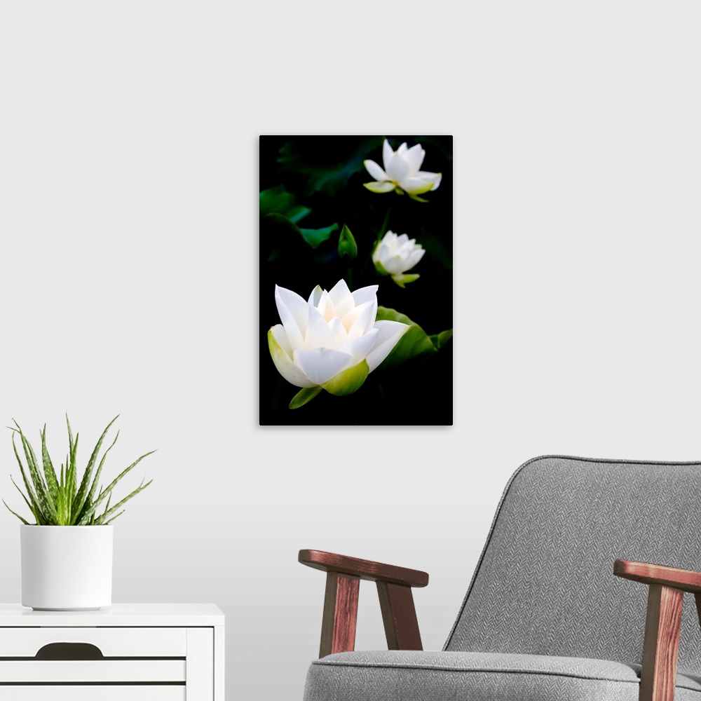 A modern room featuring White lotus on black background.